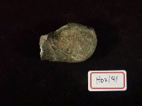 藏品(二枚貝化石)的圖片